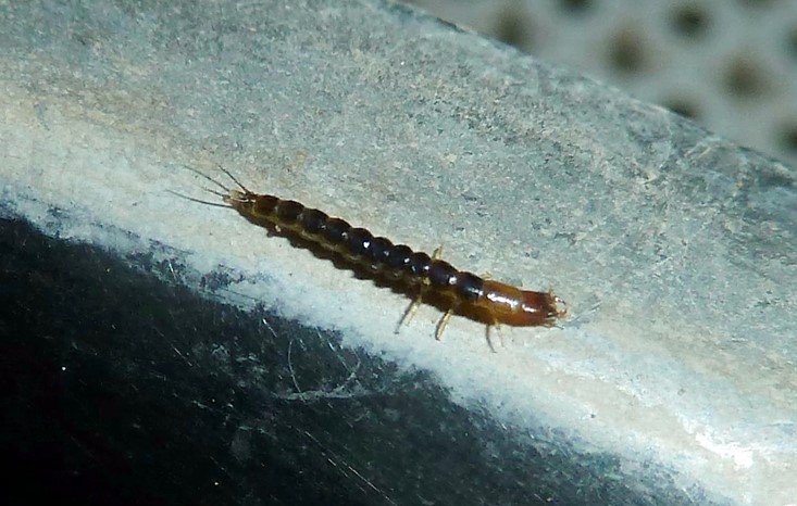 Larva di Staphylinidae...o di Carabidae? Carabidae